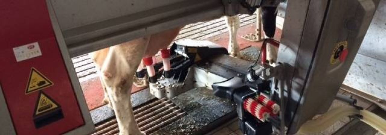 Condizioni di efficacia per il robot di mungitura