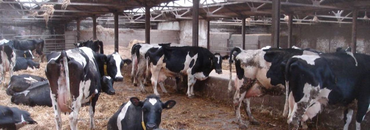 Segnali dalla Vacca: come aumentare la produzione di latte
